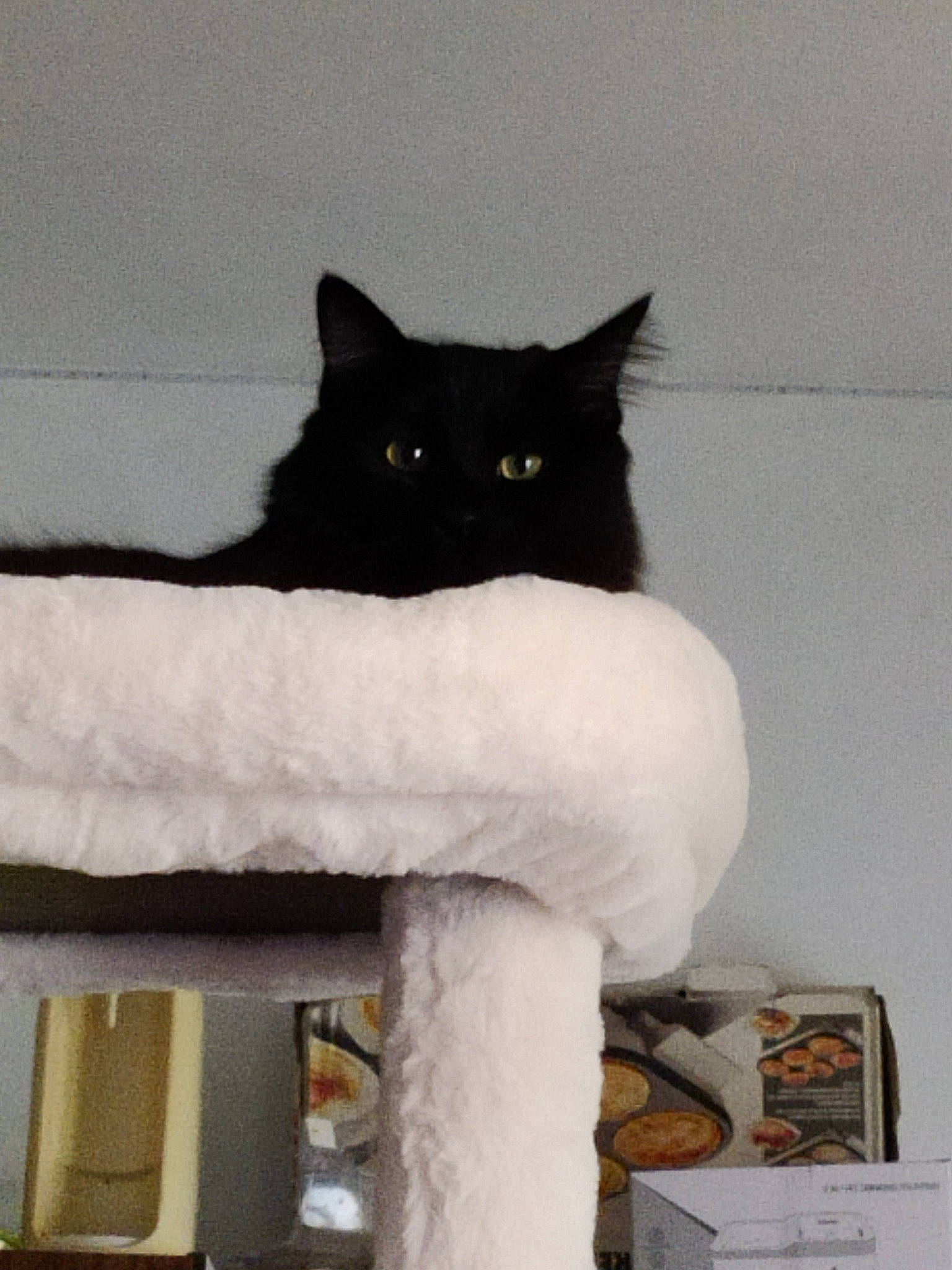 Shadow participe au concours pour gagner de l'argent avec cette photo : bench, bombay, carnivore, cat, cat_supply, domestic_short_haired_cat, felidae, fur, grey, mammal, small_to_medium_sized_cats, stairs, tail, tints_and_shades, tree, vertebrate, whiskers, window, winter, wood