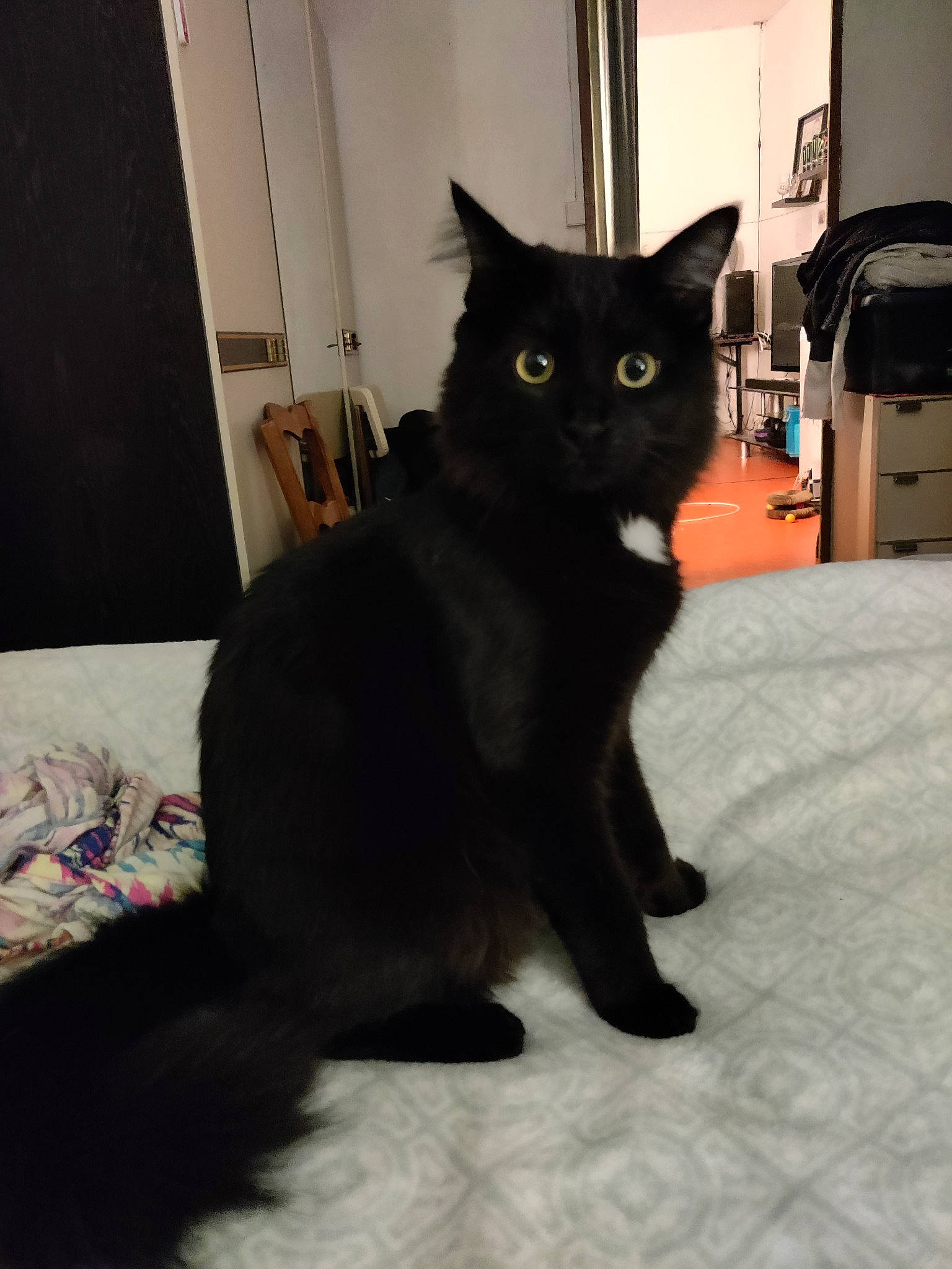 Shadow participe au concours pour gagner de l'argent avec cette photo : black_cat, bombay, carnivore, cat, claw, comfort, domestic_short_haired_cat, door, felidae, flooring, fur, grey, havana_brown, paw, small_to_medium_sized_cats, snout, tail, terrestrial_animal, whiskers, window