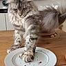 Alya participe au concours pour gagner de l'argent avec cette photo : cat, fluffy_cat, long_hair, gray_tabby, pet, animal, whiskers, ears, paws, tail, sitting, table, plate, dining_room, home, indoors, wooden_table, sunlight, portrait, funny