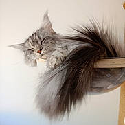 Alya participe au concours pour gagner de l'argent avec cette photo : cat, gray_cat, fluffy, long_hair, furry, pet, animal, sleeping, relaxed, face, whiskers, ears, tail, feathered_tail, wall_mounted_perch, wood, indoors, portrait, cute, funny