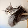 cat, gray_cat, fluffy, long_hair, furry, pet, animal, sleeping, relaxed, face, whiskers, ears, tail, feathered_tail, wall_mounted_perch, wood, indoors, portrait, cute, funny