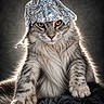 Alya a rejoint le concours — aidez-le/la à gagner de superbes lots ! cat, fluffy_cat, long_hair, tabby, pet, animal, portrait, sitting, front_view, green_eyes, whiskers, paws, fur, foil_hat, helmet, funny, dramatic_lighting, studio_portrait, dark_background, blanket