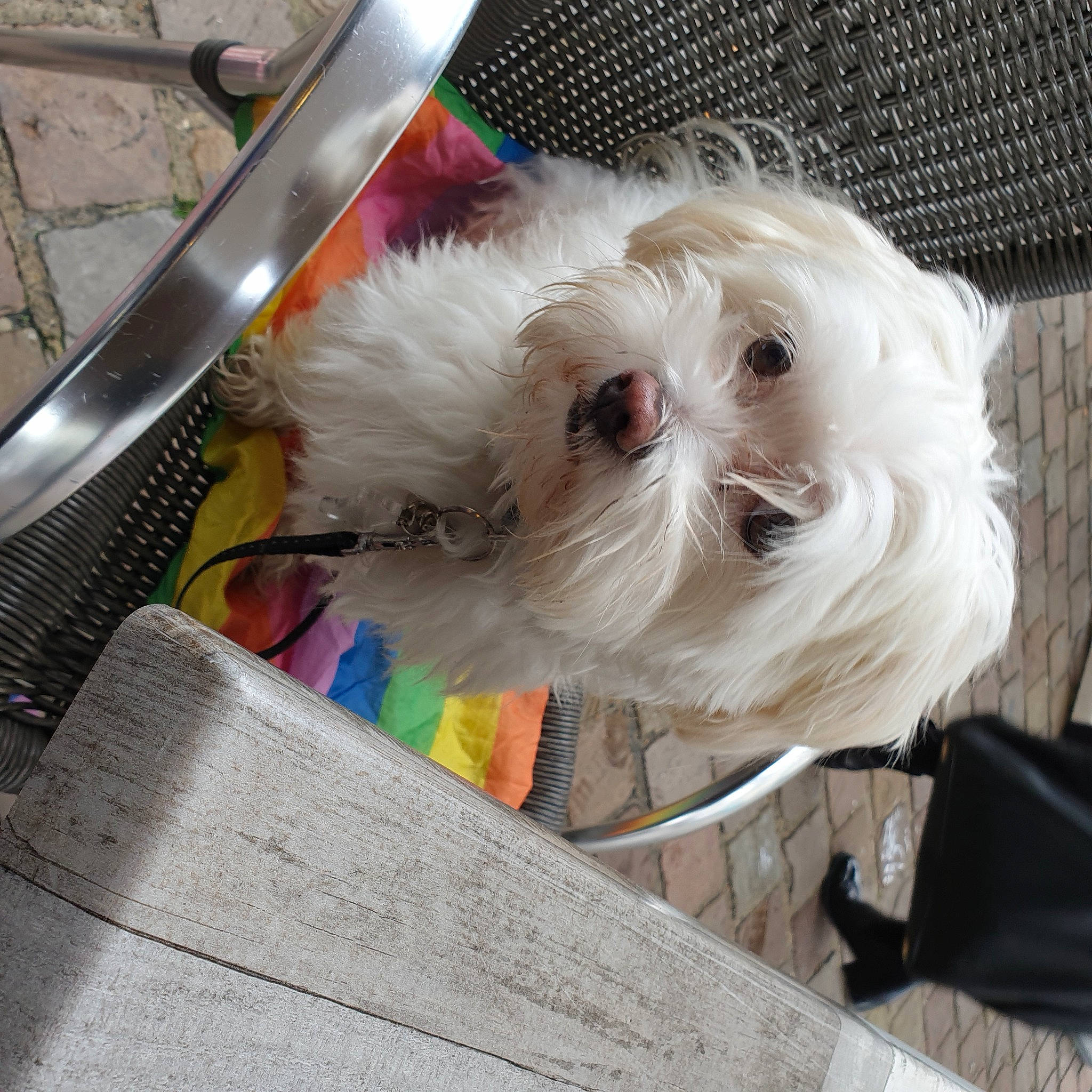 Hermes participe au concours pour gagner de l'argent avec cette photo : bichon, bolonka, canidae, carnivore, companion_dog, coton_de_tulear, dog, dog_breed, havanese, lowchen, maltepoo, maltese, mammal, non_sporting_group, puppy, rare_breed_dog, sporting_lucas_terrier, tibetan_terrier, toy_dog, west_highland_white_terrier