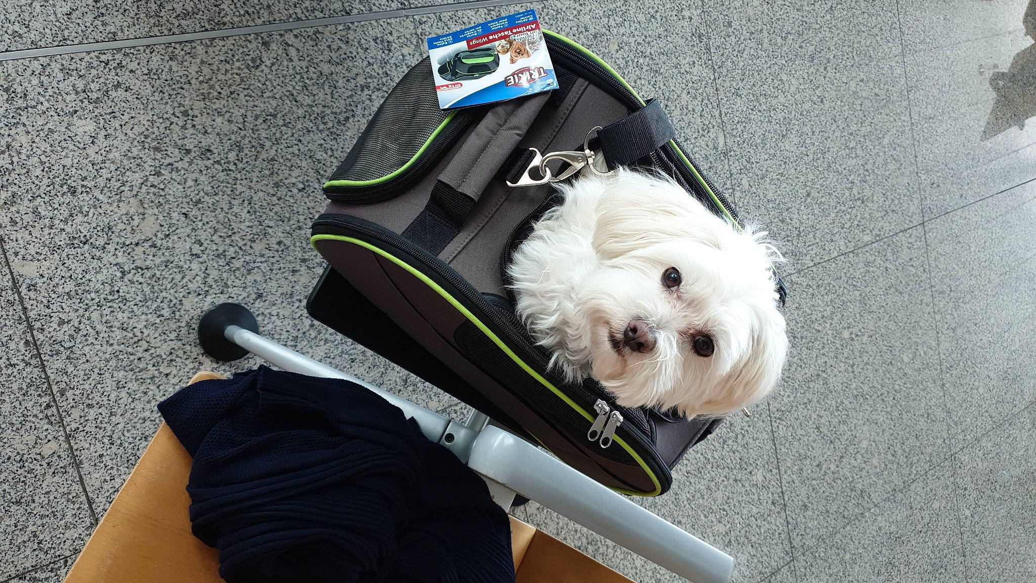 Hermes a rejoint le concours — aidez-le/la à gagner de superbes lots ! bichon, bolognese, canidae, carnivore, cavachon, companion_dog, coton_de_tulear, dog, dog_breed, dog_clothes, havanese, leash, maltese, non_sporting_group, puppy, tibetan_terrier, toy_dog