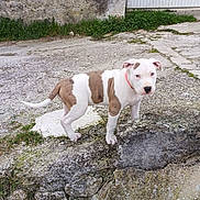 Shelby a rejoint le concours — aidez-le/la à gagner de superbes lots ! puppy, dog, white, brown, collar, outdoor, curious, rocky_surface, grass, wall, door, pet, animal, young, standing, side_view, nature, background, small, cute