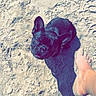 dog, french_bulldog, sand, beach, foot, shadow, sunlight, outdoor, pet, animal, curious, black_dog, paw, summer, barefoot, texture, daylight, canine, ground, playful