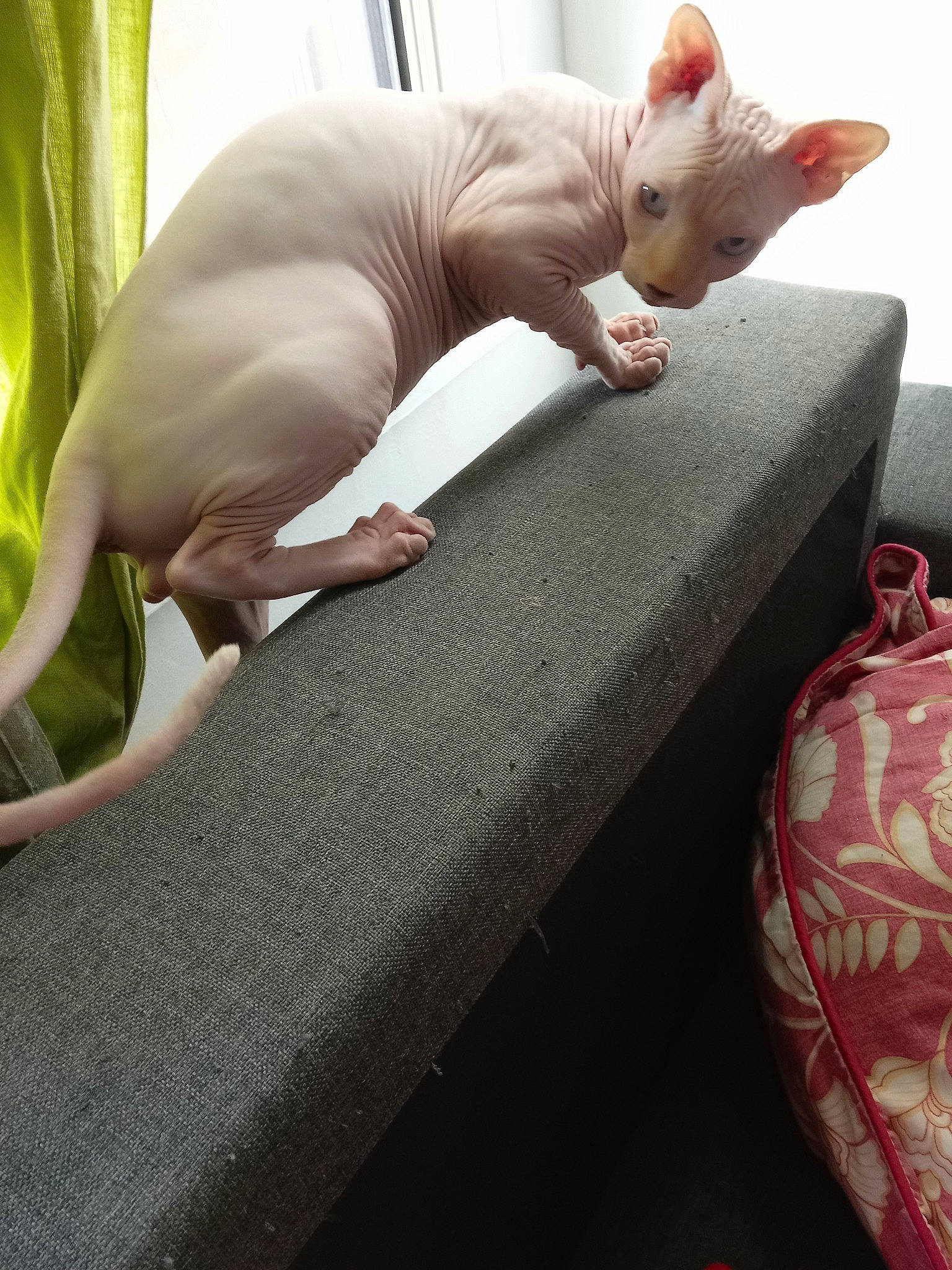 Cookies a rejoint le concours — aidez-le/la à gagner de superbes lots ! bed, bed_sheet, bedding, carmine, carnivore, cat, comfort, companion_dog, couch, fawn, felidae, linens, luggage_and_bags, paw, room, small_to_medium_sized_cats, table, tail, vertebrate, whiskers