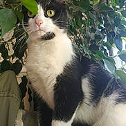Nanie a rejoint le concours — aidez-le/la à gagner de superbes lots ! cat, black_and_white, animal, pet, feline, whiskers, green_leaves, plant, indoors, fur, eyes, pink_nose, sitting, close_up, nature, curious, portrait, paws, background, home