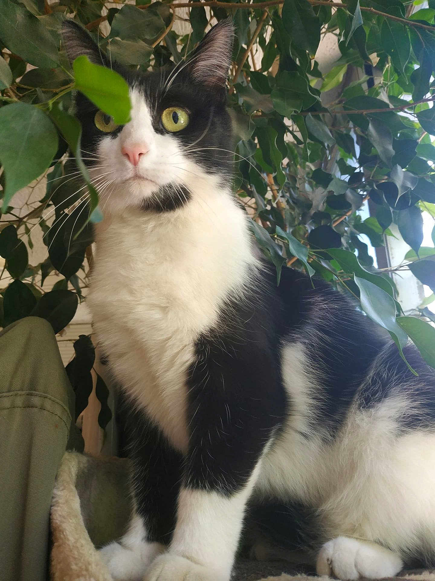 Nanie a rejoint le concours — aidez-le/la à gagner de superbes lots ! cat, black_and_white, animal, pet, feline, whiskers, green_leaves, plant, indoors, fur, eyes, pink_nose, sitting, close_up, nature, curious, portrait, paws, background, home