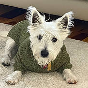 Massimo is registered to the contest to win money with this photo: animal, canine, carpet, cozy, cute, dog, domestic_animal, ears, fluffy, fur, green_sweater, home, house, indoor, lying_down, pet, portrait, relaxed, sweater, white_dog