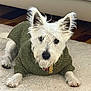 animal, canine, carpet, cozy, cute, dog, domestic_animal, ears, fluffy, fur, green_sweater, home, house, indoor, lying_down, pet, portrait, relaxed, sweater, white_dog