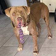 Piccolo participe au concours pour gagner de l'argent avec cette photo : dog, indoor, tile_floor, rope_toy, brown_dog, pet, animal, looking, standing, ears, paws, collar, cabinet, stool, flooring, playful, domestic, canine, fur, pet_toy