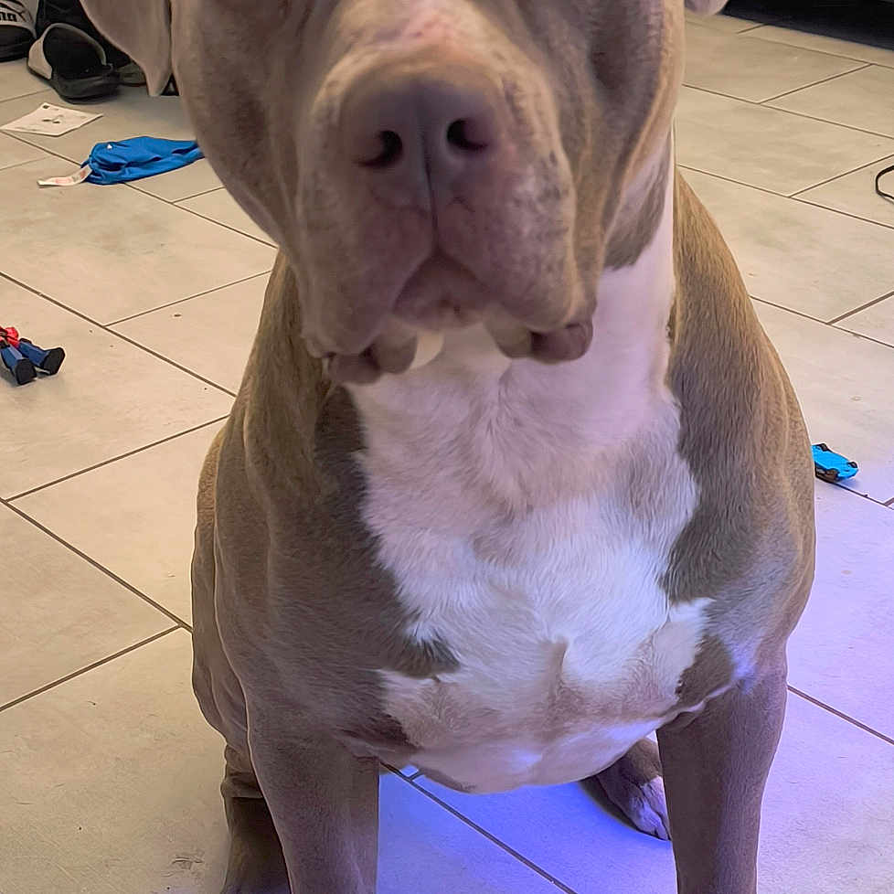 Piccolo a rejoint le concours — aidez-le/la à gagner de superbes lots ! animal, brown_dog, calm, canine, close_up, companion, couch, dog, domestic_animal, floor, furniture, household, indoor, living_room, paw, pet, sitting, tile, toy, white_patch