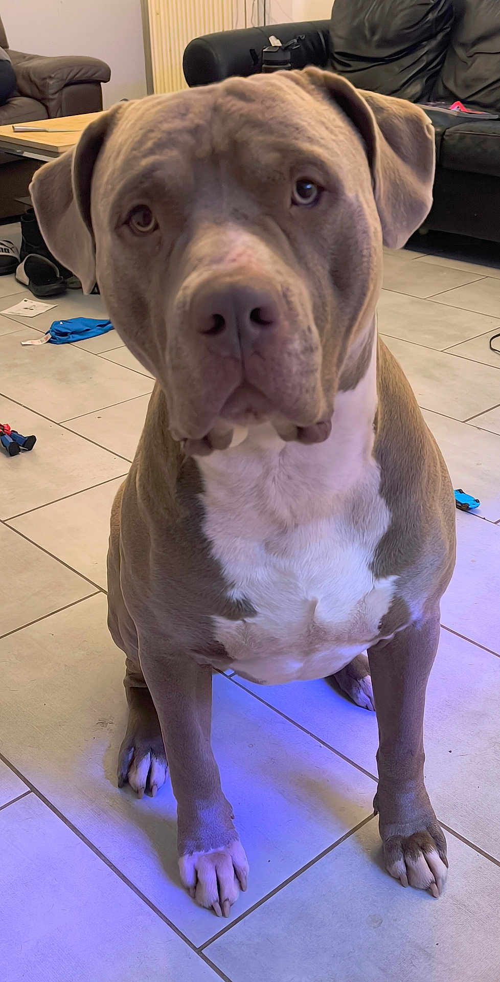 Piccolo a rejoint le concours — aidez-le/la à gagner de superbes lots ! dog, pet, indoor, living_room, floor, tile, brown_dog, white_patch, sitting, canine, animal, paw, furniture, couch, toy, calm, close_up, domestic_animal, household, companion