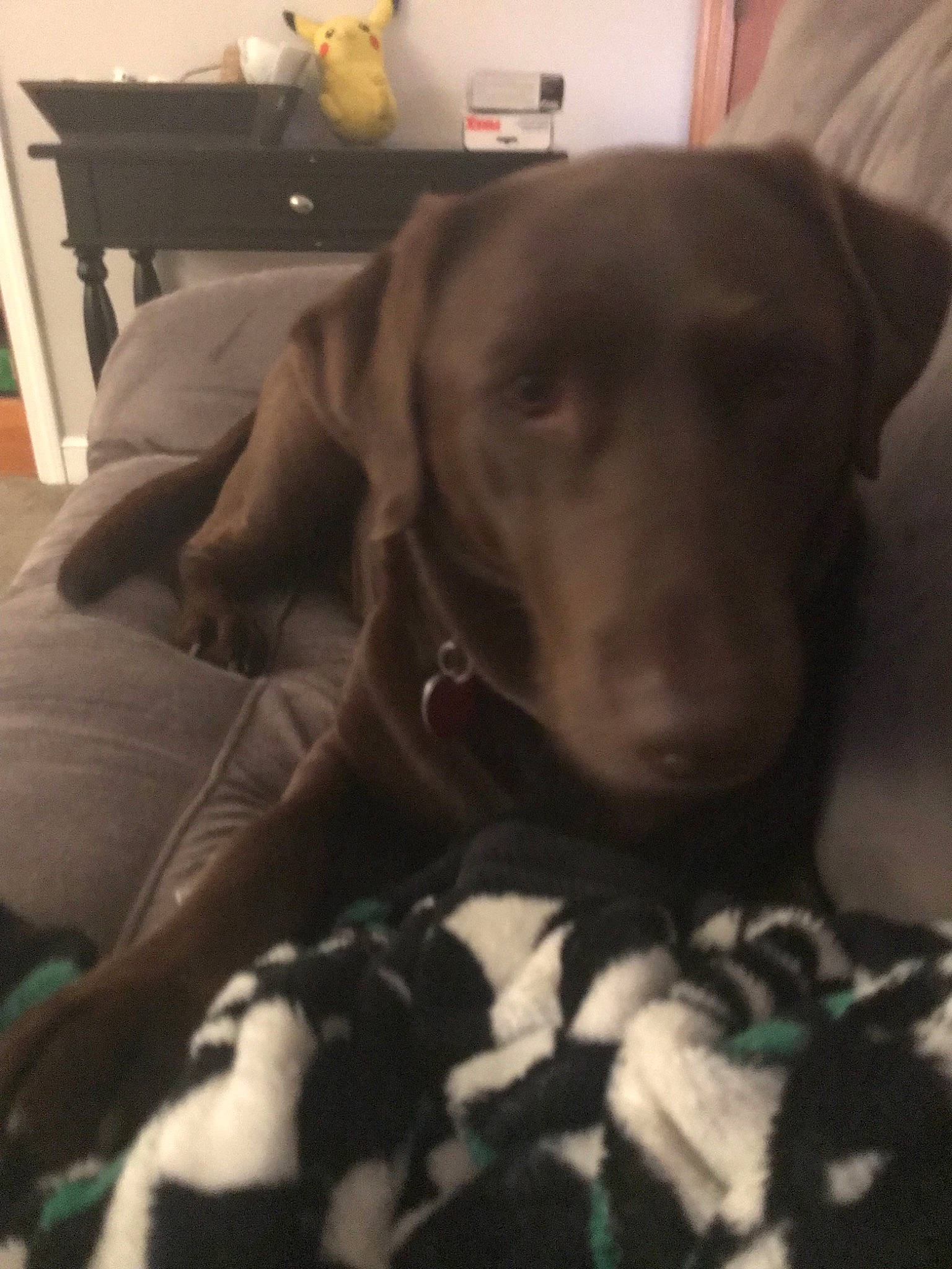 Cocoa is registered to the contest to win money with this photo: beagador, canidae, carnivore, dog, dog_breed, fawn, german_shorthaired_pointer, hunting_dog, labrador_retriever, liver, mammal, pointer, pointing_breed, puppy, retriever, snout, sporting_group, vertebrate, vizsla, weimaraner