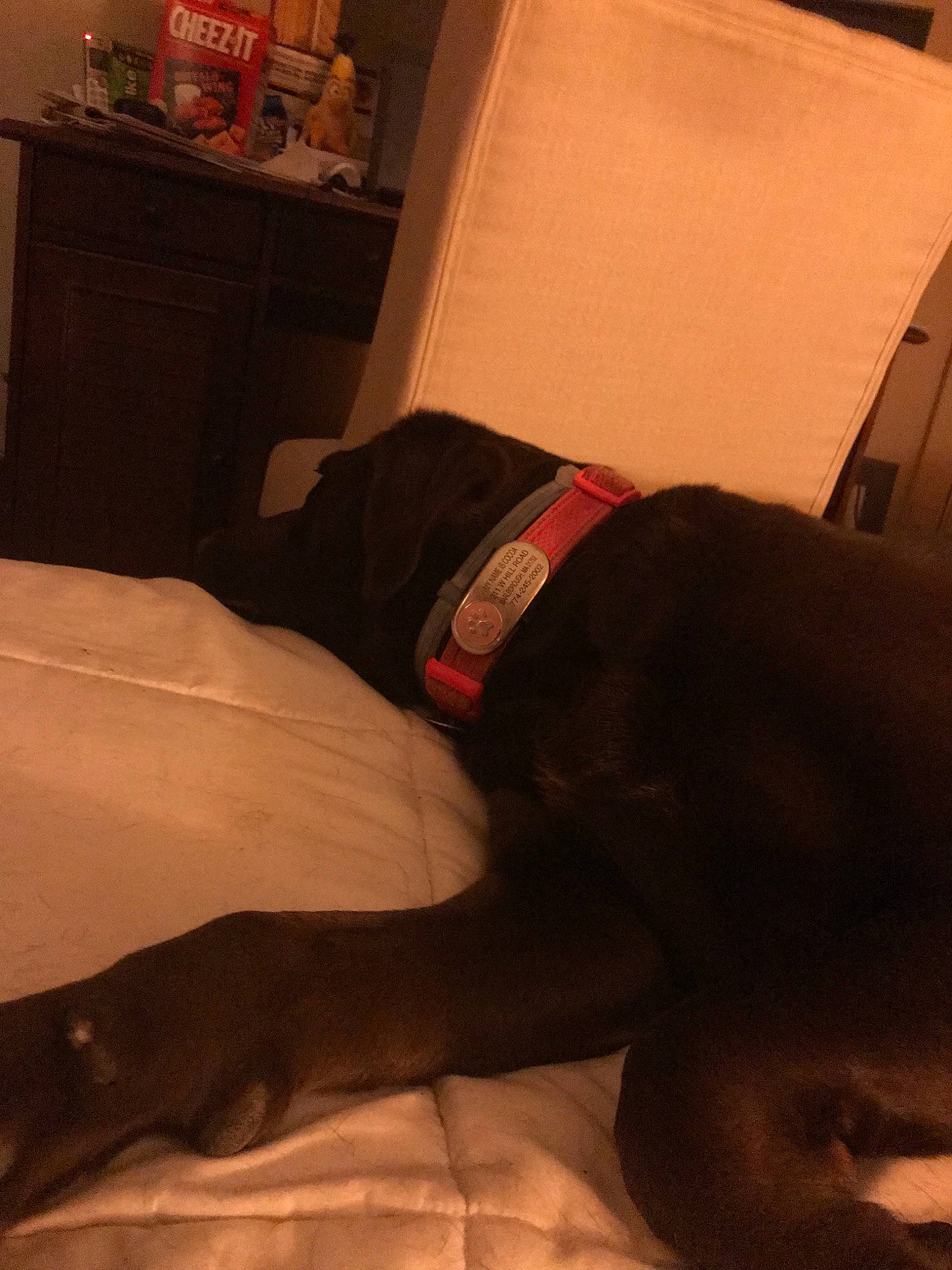 Cocoa joined the competition — help win amazing prizes! canidae, comfort, couch, furniture, human_leg, leg, linens, sporting_group, sportswear, thigh