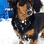 Tara participe au concours pour gagner de l'argent avec cette photo : dog, dachshund, long_haired, snow, winter, pet, portrait, close_up, snowballs, fur, paws, nose, eyes, whiskers, black_and_tan, outdoors, playful, cold, ground, cute