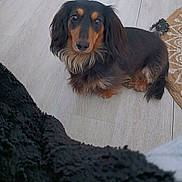 Tara participe au concours pour gagner de l'argent avec cette photo : dog, dachshund, pet, indoor, hardwood_floor, long_hair, brown_and_black, looking_up, eyes, nose, ears, sitting, curious, toy, rug, blanket, furry, companion, floor, home