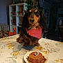 Tara a rejoint le concours — aidez-le/la à gagner de superbes lots ! dog, dachshund, bandana, birthday, cake, candle, plate, kibble, table, indoor, bookshelf, plant, chair, pet, portrait, long_hair, brown_black, eyes, cute, home_decor