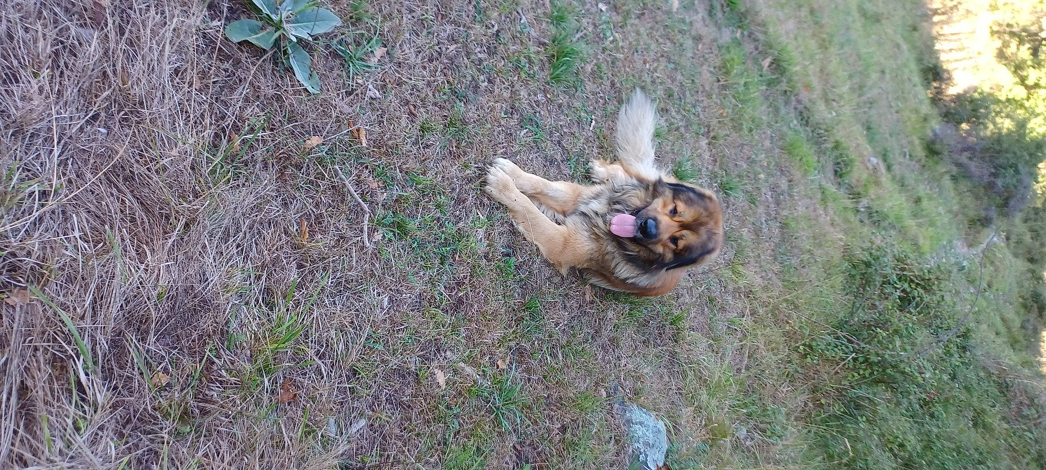 Yoka a rejoint le concours — aidez-le/la à gagner de superbes lots ! canidae, carnivore, companion_dog, dog, dog_breed, fawn, grass, groundcover, non_sporting_group, paw, plant, soil, sporting_group, tail, terrestrial_animal, wildlife, working_dog