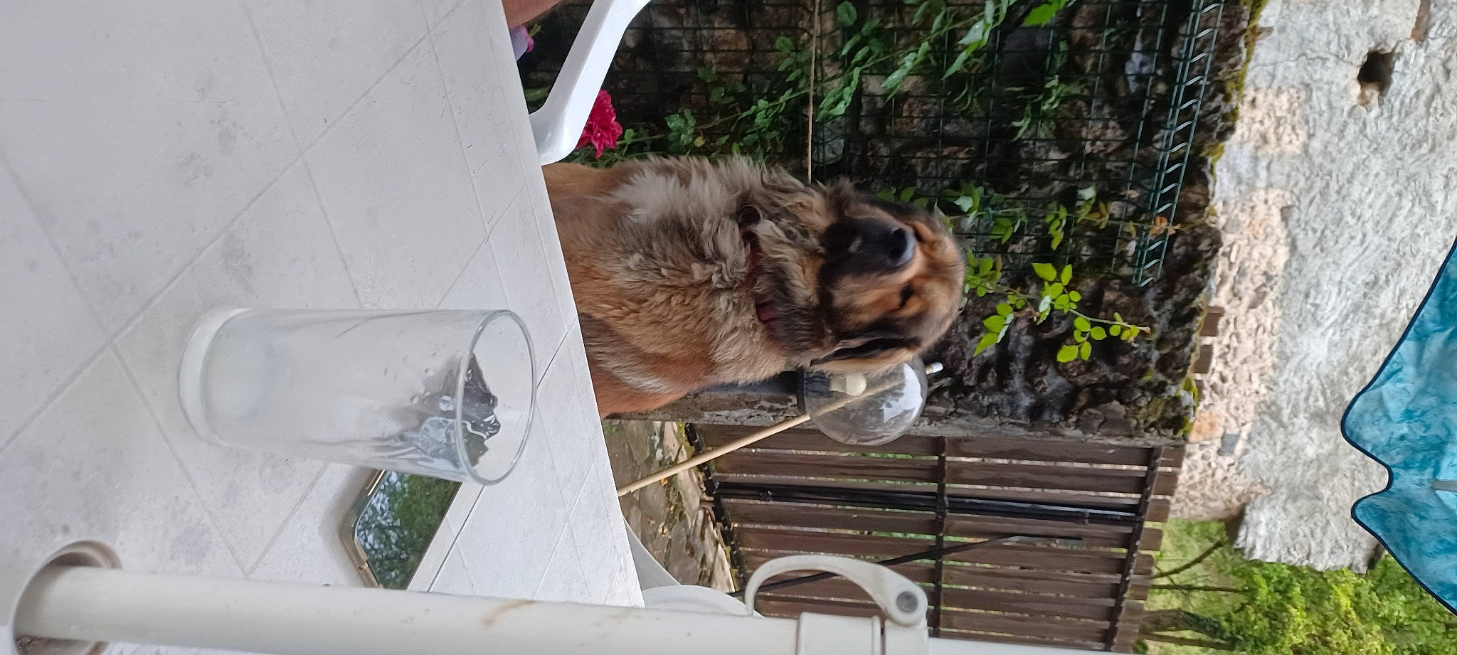 Yoka a rejoint le concours — aidez-le/la à gagner de superbes lots ! animal_shelter, canidae, carnivore, companion_dog, dog, dog_breed, fawn, felidae, fur, plant, snout, sporting_group, terrestrial_animal, wood, working_animal