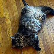 Smokey is registered to the contest to win money with this photo: cat, fluffy, fur, pet, lying_down, wood_floor, indoor, domestic_animal, cute, whiskers, relaxed, tabby, playful, animal, mammal, eyes, paws, tail, flooring, resting