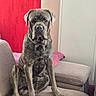Tango participe au concours pour gagner de l'argent avec cette photo : animal, brindle, canine, companionship, couch, dog, domestic, expression, furniture, home, indoor, large_dog, mammal, paw, pet, pillow, red_curtain, relaxed, seated, wall