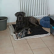 Tango a rejoint le concours — aidez-le/la à gagner de superbes lots ! animal, blanket, blue_bed, brown_dog, canine, companion, dog, domestic, floor, furniture, home, indoor, large_dog, pet, radiator, relaxing, resting, small_dog, spotted_dog, tile_floor