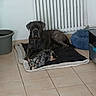 animal, blanket, blue_bed, brown_dog, canine, companion, dog, domestic, floor, furniture, home, indoor, large_dog, pet, radiator, relaxing, resting, small_dog, spotted_dog, tile_floor