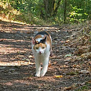 Menzy participe au concours pour gagner de l'argent avec cette photo : animal, calico_cat, cat, curious, daylight, ears, eyes, feline, forest, greenery, ground, leaves, mammal, nature, outdoor, path, sunlight, walking, whiskers, wildlife