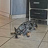 animal, black_basket, corner, dog, ears_up, floor_tiles, home_interior, indoor, looking_away, lying_down, papers, pet, quiet, relaxed, resting, shelving_unit, small_dog, storage_baskets, tiled_floor, wall