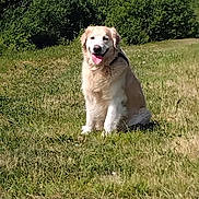 Phoenix participe au concours pour gagner de l'argent avec cette photo : dog, golden_retriever, grass, field, outdoor, sunny, pet, canine, tongue_out, happy, nature, greenery, animal, sitting, daylight, park, fur, mammal, leisure, landscape