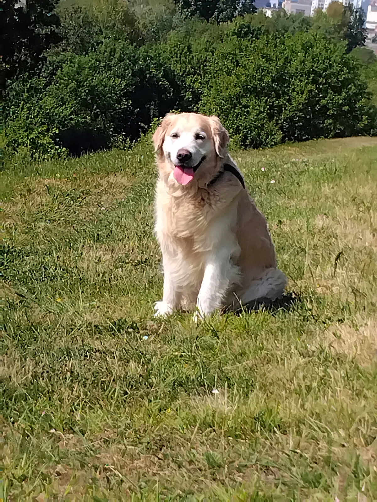 Phoenix participe au concours pour gagner de l'argent avec cette photo : dog, golden_retriever, grass, field, outdoor, sunny, pet, canine, tongue_out, happy, nature, greenery, animal, sitting, daylight, park, fur, mammal, leisure, landscape