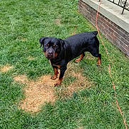 Take is registered to the contest to win money with this photo: animal, black_dog, brick_wall, brown_markings, canine, curb, daytime, dog, domestic_animal, extension_cord, fence, grass, lawn, outdoor, patchy_grass, pet, porch, rottweiler, sidewalk, yard