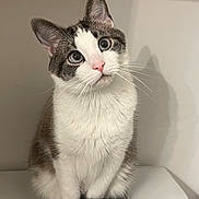 Oliver is registered to the contest to win money with this photo: cat, animal, pet, feline, whiskers, curious, sitting, tail, fur, indoor, portrait, cute, domestic, pink_nose, white_fur, gray_fur, ears, eyes, shadow, still_life