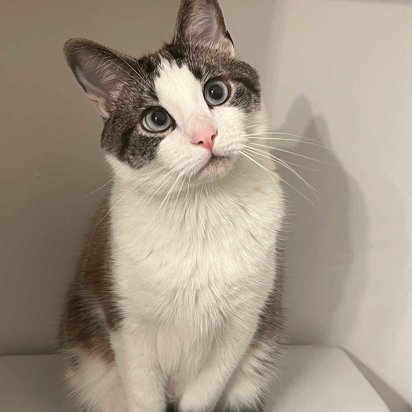 Oliver is registered to the contest to win money with this photo: animal, cat, curious, cute, domestic, ears, eyes, feline, fur, gray_fur, indoor, pet, pink_nose, portrait, shadow, sitting, still_life, tail, whiskers, white_fur