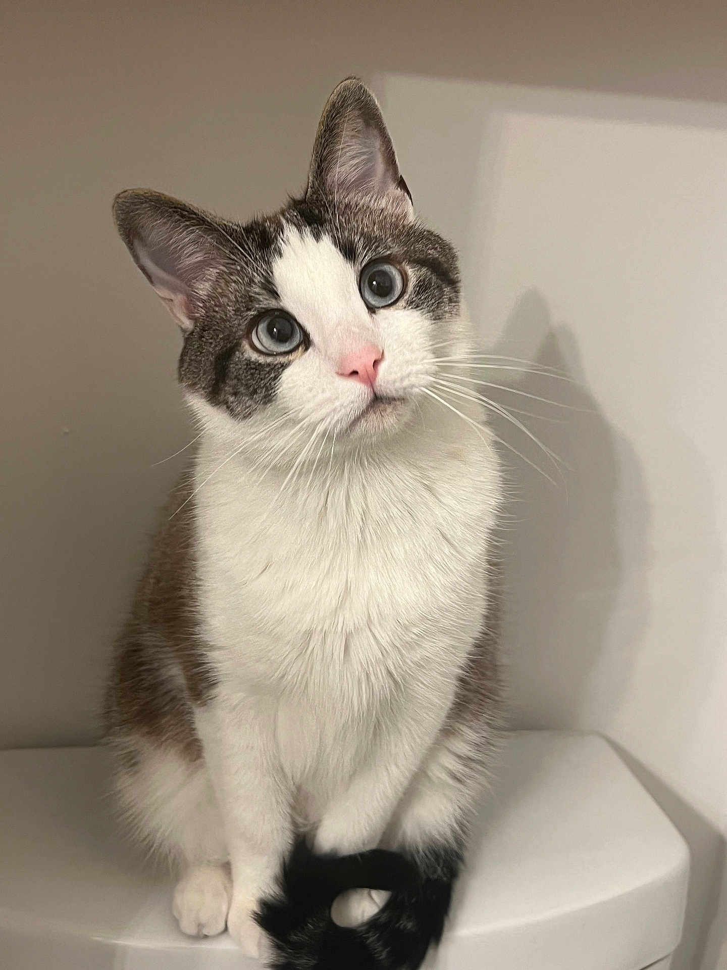 Oliver is registered to the contest to win money with this photo: cat, animal, pet, feline, whiskers, curious, sitting, tail, fur, indoor, portrait, cute, domestic, pink_nose, white_fur, gray_fur, ears, eyes, shadow, still_life