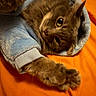 cat, feline, pet, animal, blue_hoodie, clothing, orange_background, paw, fur, cozy, cute, domestic_cat, whiskers, relaxed, lying_down, soft_texture, indoor, close_up, mammal, sleepy