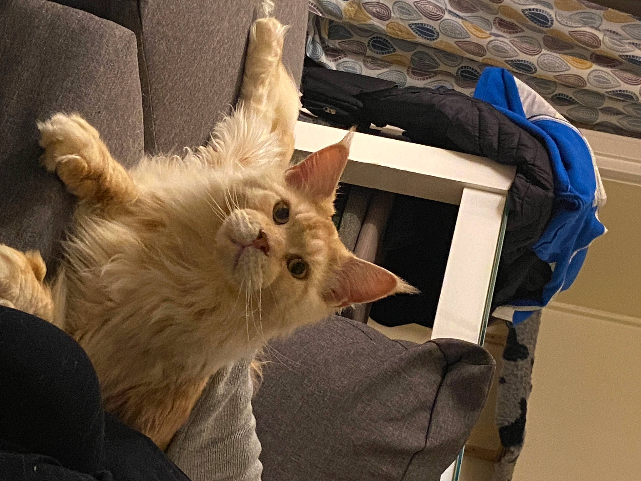 Tiger a rejoint le concours — aidez-le/la à gagner de superbes lots ! backpack, bag, canidae, carnivore, cat, claw, companion_dog, dog_breed, domestic_short_haired_cat, eye, fawn, felidae, fur, luggage_and_bags, paw, small_to_medium_sized_cats, snout, sporting_group, tail, whiskers