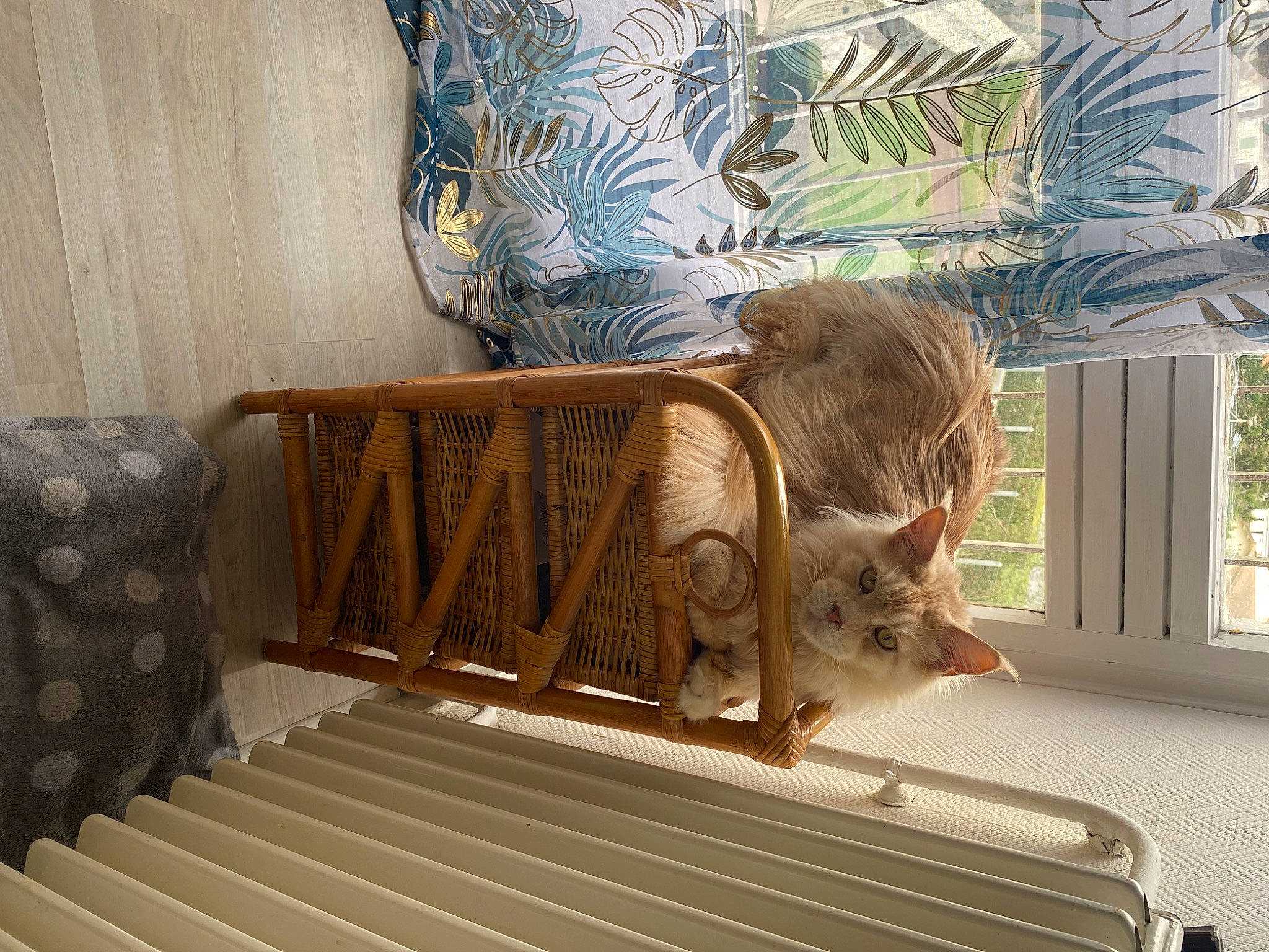 Tiger a rejoint le concours — aidez-le/la à gagner de superbes lots ! carnivore, cat, cat_supply, comfort, domestic_short_haired_cat, fawn, felidae, flooring, fur, hardwood, interior_design, pet_supply, plant, room, small_to_medium_sized_cats, tail, whiskers, window, wood, wood_stain