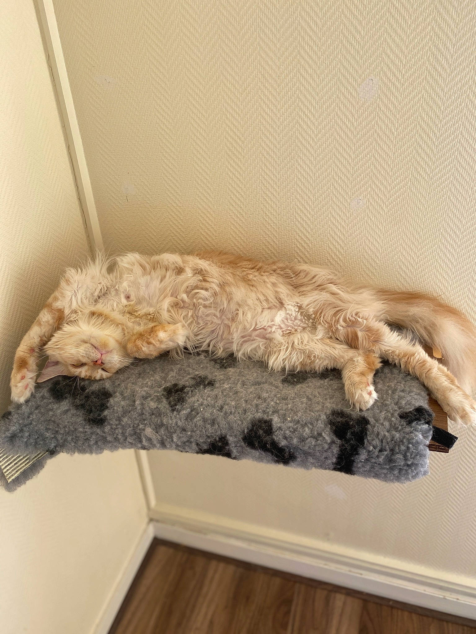 Tiger participe au concours pour gagner de l'argent avec cette photo : canidae, carnivore, comfort, companion_dog, couch, dog, dog_breed, fawn, felidae, fur, labradoodle, poodle, sofa_bed, sporting_group, standard_poodle, studio_couch, tail, terrier, toy_dog, water_dog