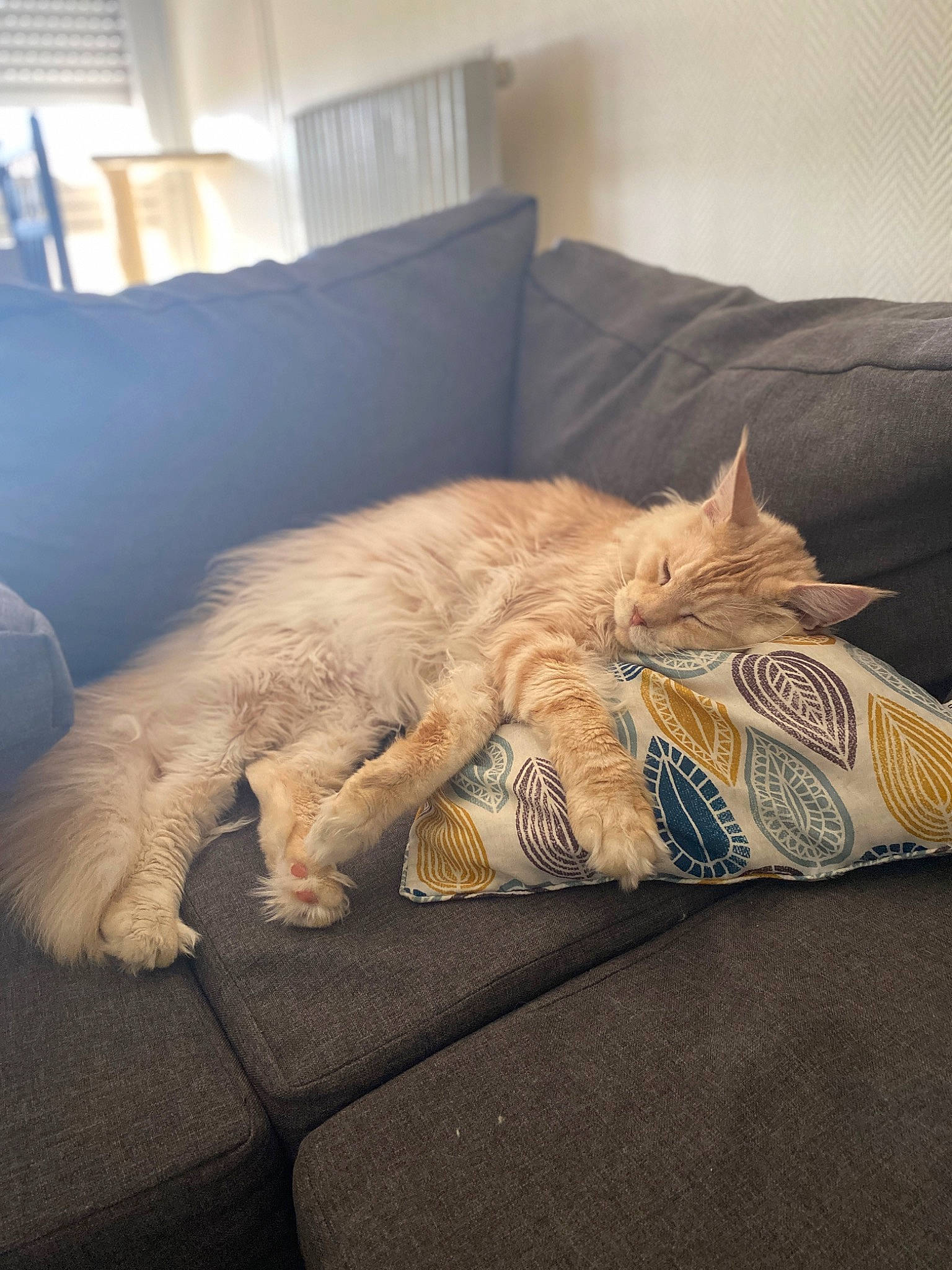 Tiger participe au concours pour gagner de l'argent avec cette photo : bed, bedding, carnivore, cat, comfort, couch, domestic_short_haired_cat, duvet, felidae, flooring, furniture, human_leg, linens, pillow, room, small_to_medium_sized_cats, tail, tints_and_shades, whiskers, wood