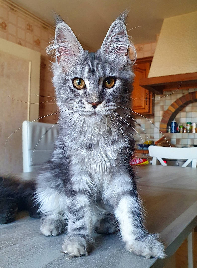 Talie participe au concours pour gagner de l'argent avec cette photo : carnivore, cat, claw, domestic_short_haired_cat, felidae, fur, grey, paw, small_to_medium_sized_cats, snout, table, tail, whiskers