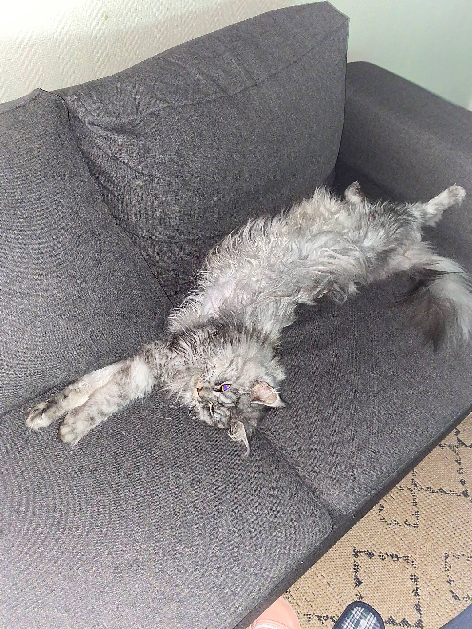 Talie a rejoint le concours — aidez-le/la à gagner de superbes lots ! analog_watch, canidae, carnivore, cat, clock, comfort, companion_dog, couch, dog_breed, felidae, flooring, fur, grey, nap, paw, small_to_medium_sized_cats, sporting_group, tail, watch, whiskers