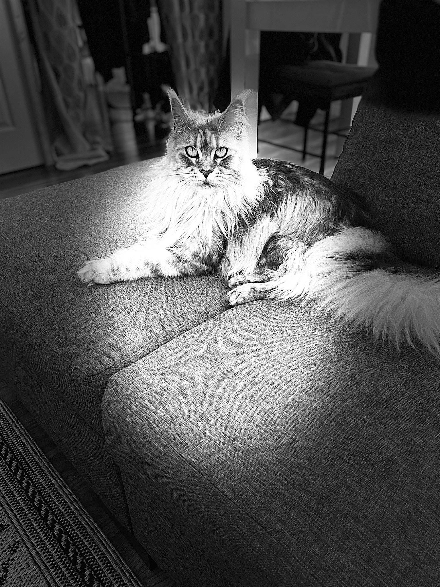 Talie participe au concours pour gagner de l'argent avec cette photo : black, black_and_white, carnivore, cat, comfort, couch, felidae, floor, flooring, furniture, grey, mammal, monochrome, monochrome_photography, small_to_medium_sized_cats, style, textile, tints_and_shades, whiskers, wood