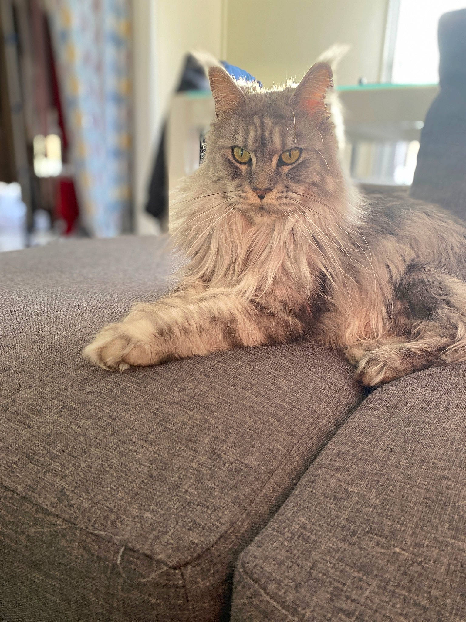Talie participe au concours pour gagner de l'argent avec cette photo : british_longhair, carnivore, cat, claw, comfort, domestic_short_haired_cat, fawn, felidae, flooring, fur, grey, hardwood, paw, plant, sitting, small_to_medium_sized_cats, snout, tail, whiskers, wood