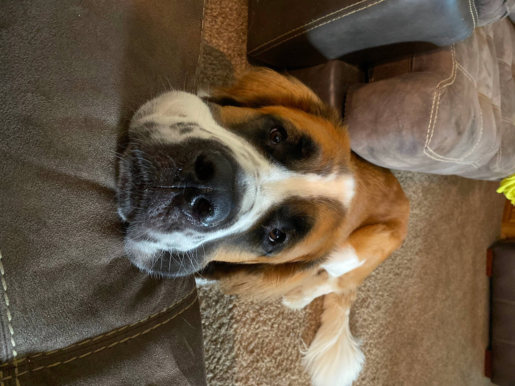 Brady joined the competition — help win amazing prizes! beaglier, bored, canidae, carnivore, collar, comfort, companion_dog, dog, dog_breed, door, fawn, fur, paw, pet_supply, snout, sporting_group, terrestrial_animal, whiskers, window, working_animal