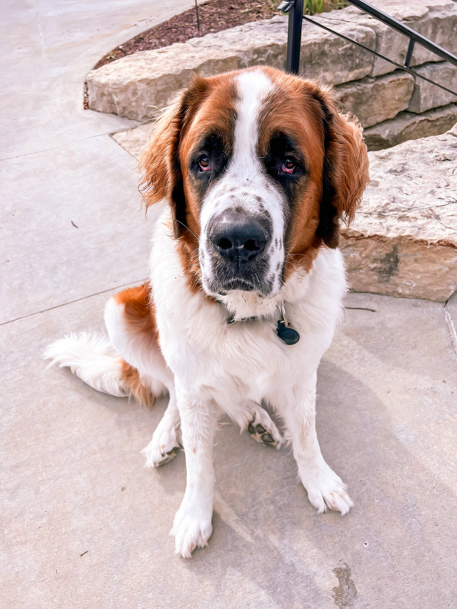 Brady joined the competition — help win amazing prizes! canidae, carnivore, collar, companion_dog, dog, dog_breed, dog_collar, fawn, fence, fur, gun_dog, hound, leash, liver, pet_supply, road_surface, scent_hound, snout, sporting_group, tail