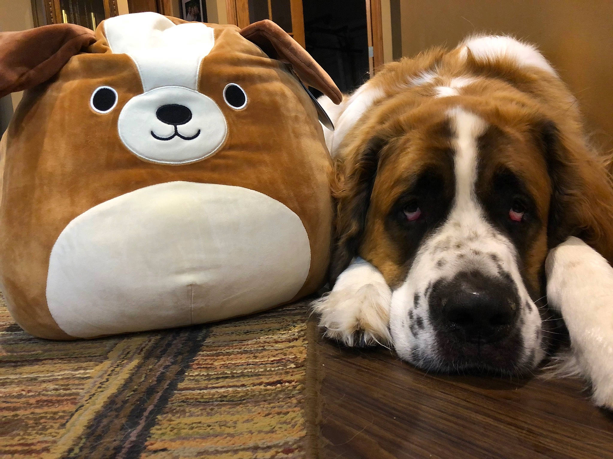 Brady is registered to the contest to win money with this photo: animal_figure, bored, bovine, carnivore, companion_dog, dog, dog_breed, fawn, fur, liver, livestock, snout, stuffed_toy, suidae, terrestrial_animal, toy, vertebrate, white, wood, working_animal
