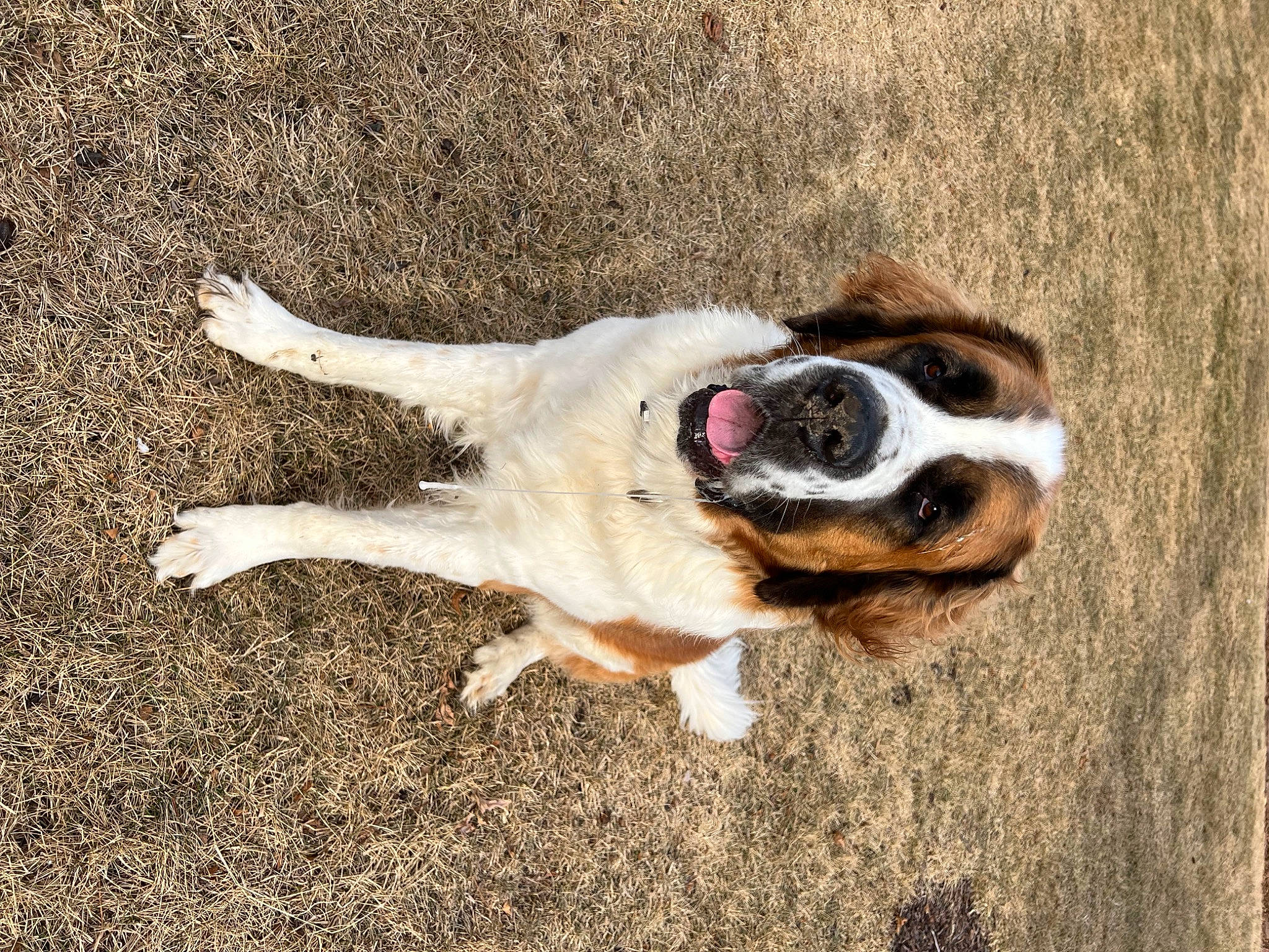 Brady is registered to the contest to win money with this photo: carnivore, collar, companion_dog, dog, dog_breed, dog_collar, eye, eyewear, fawn, fur, grass, leash, paw, pet_supply, pug, snout, tail, terrestrial_animal, whiskers, working_animal